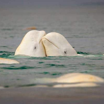 Beluga whales in canada