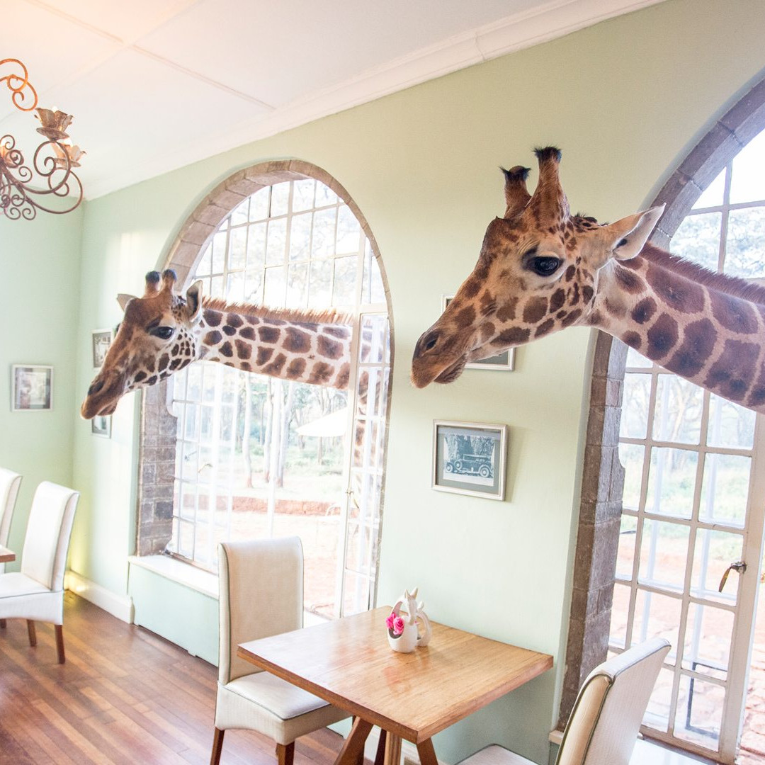 Breakfast with giraffes at giraffe manor