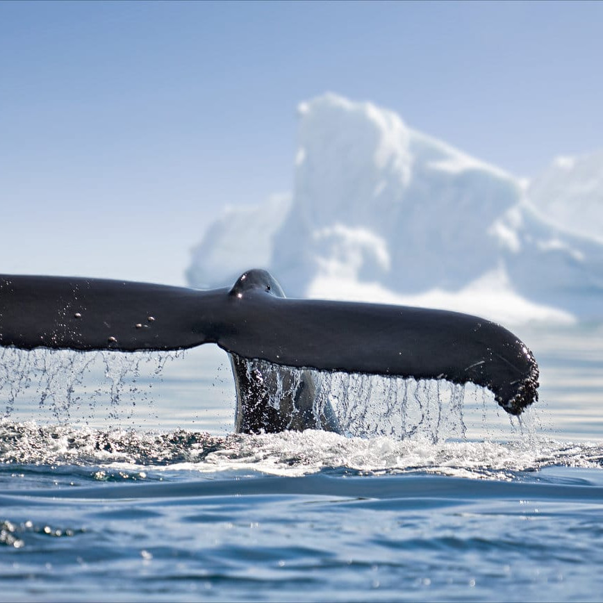 Antarctica Travel Guide whale watching