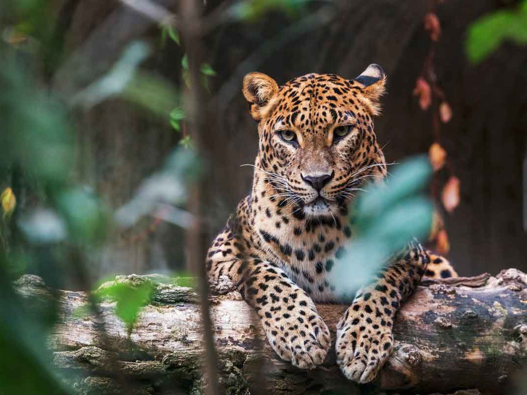 Wildlife in Sri Lanka