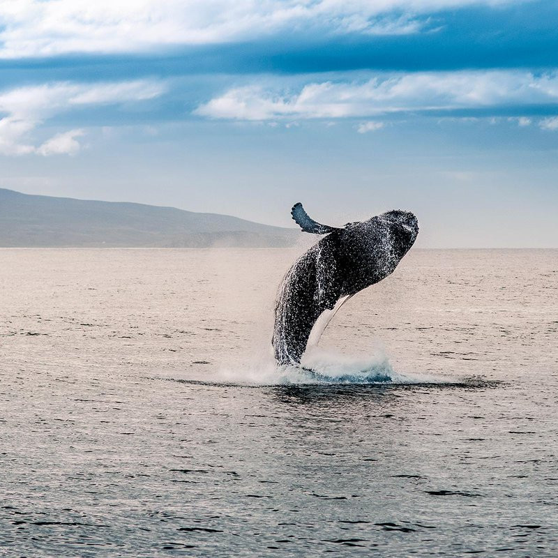 Whale watching iceland