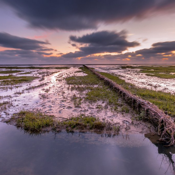Wadden sea Salt marsh at sunset