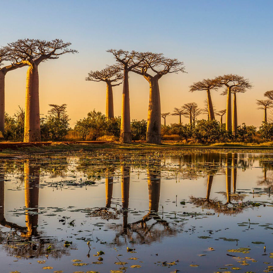 Avenue of Baobabs madagascar