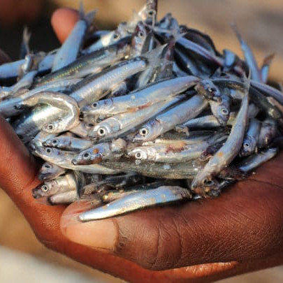 Fish malawi