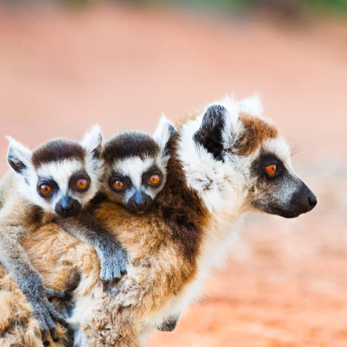 Lemurs madagascar