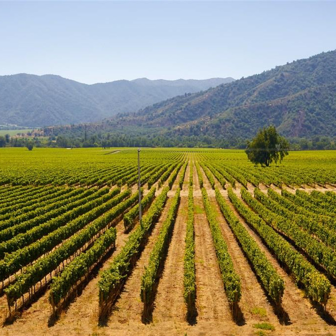 Santiago vineyard