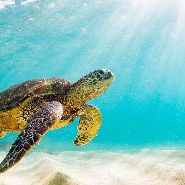 Sea turtles galapagos