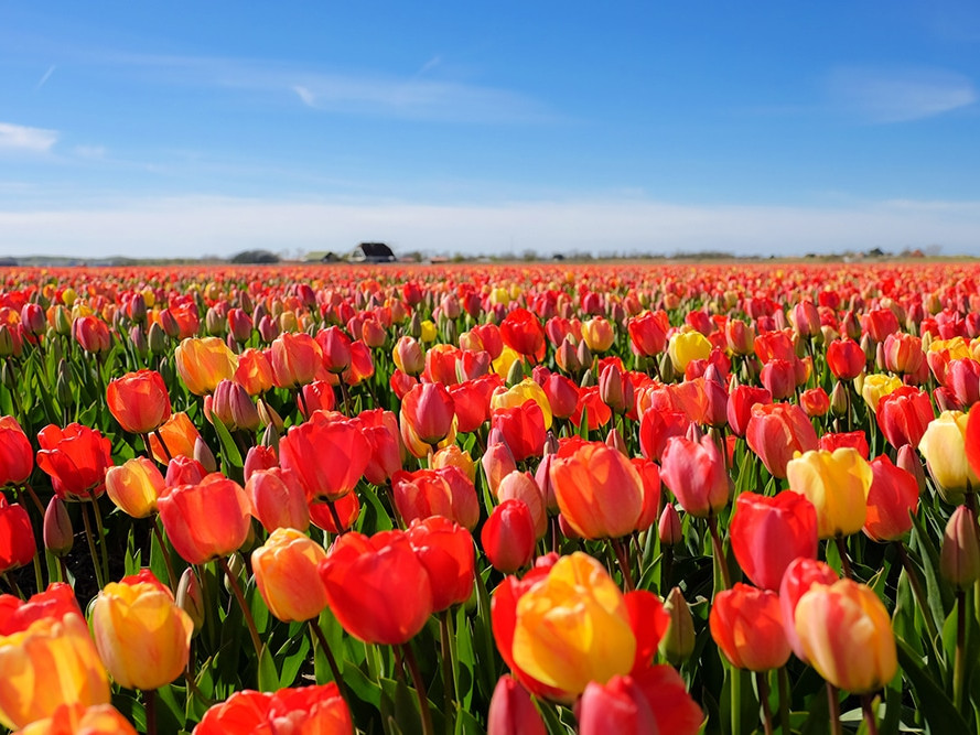 Tulips the netherlands