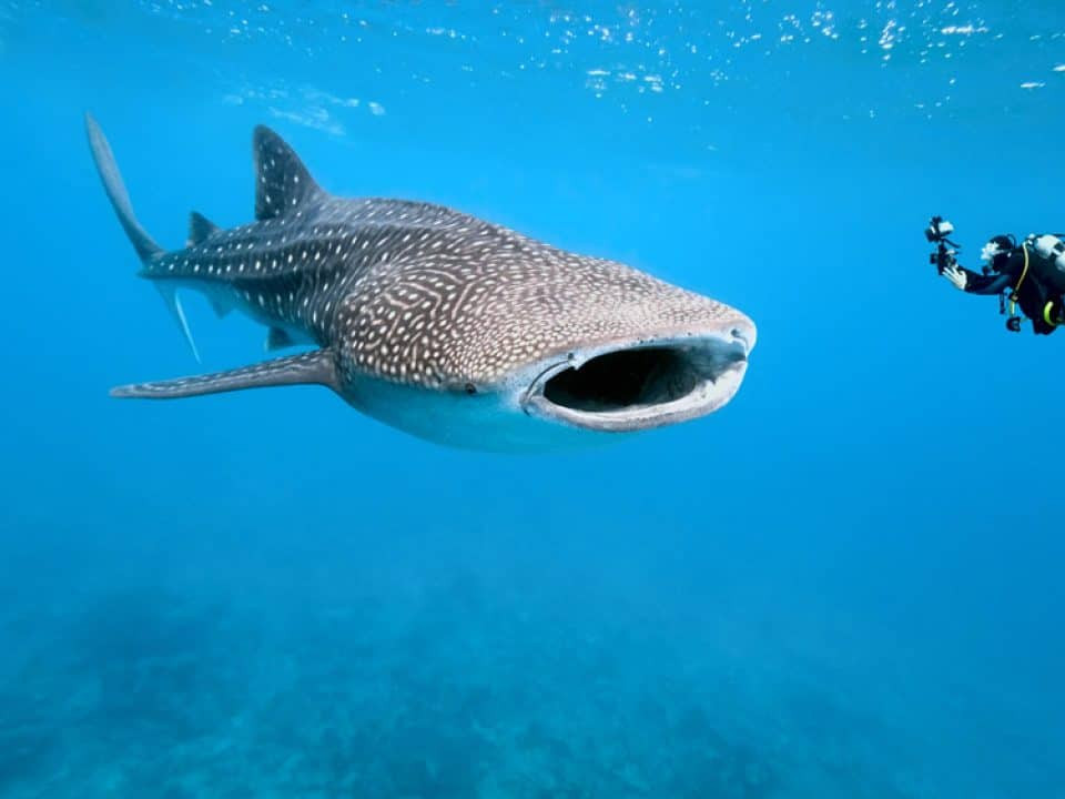 Whale shark honduras