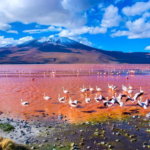 red lagoon bolivia