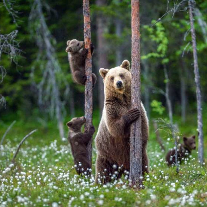 grizzly bears in british columbia