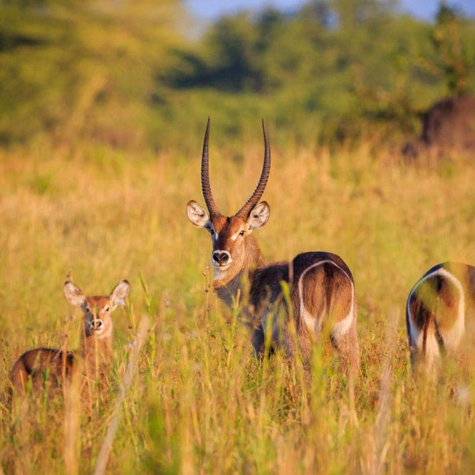 liwonde national park malawi