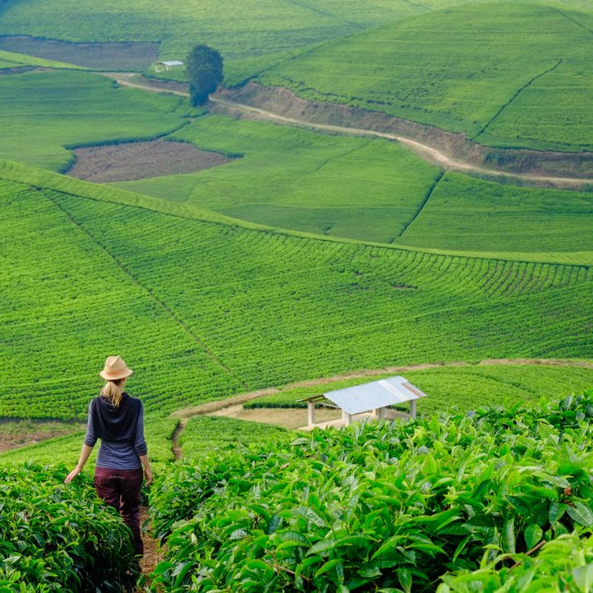 tea plantation rwanda