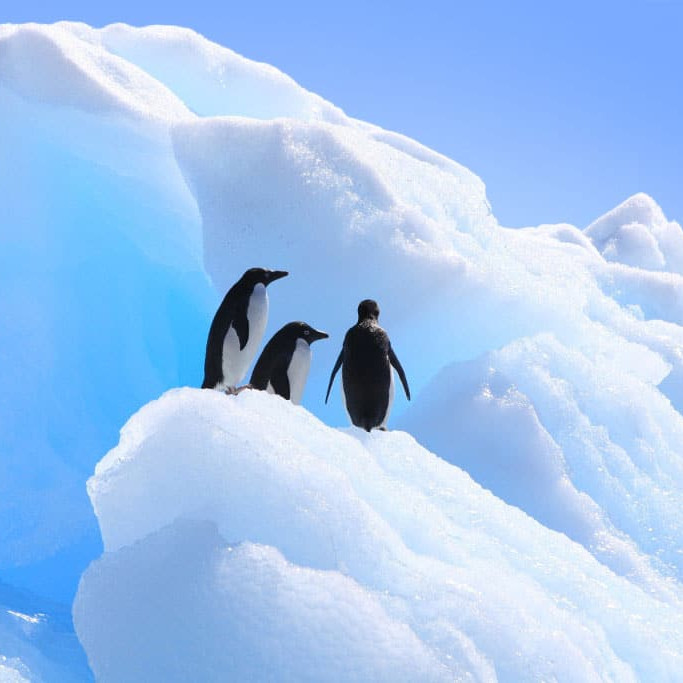 Antarctica Travel guide penguins