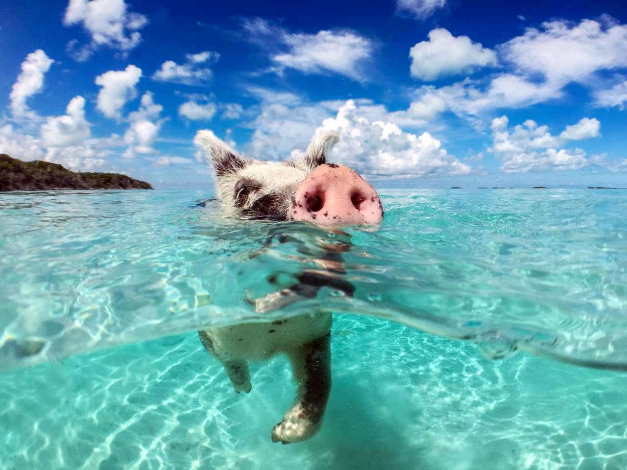 Bahamas swimming pigs