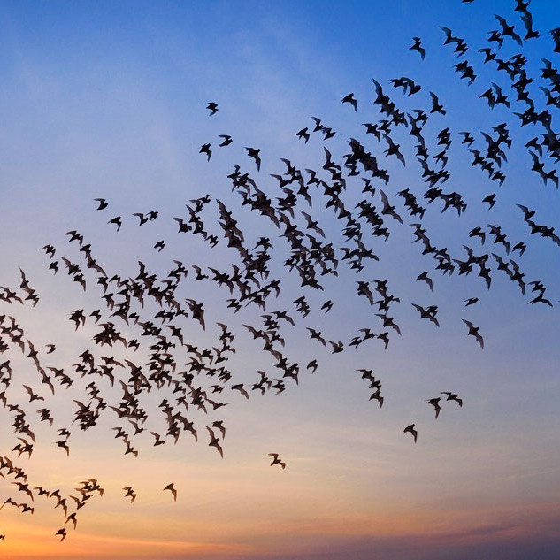 Bat migration ZAmbia