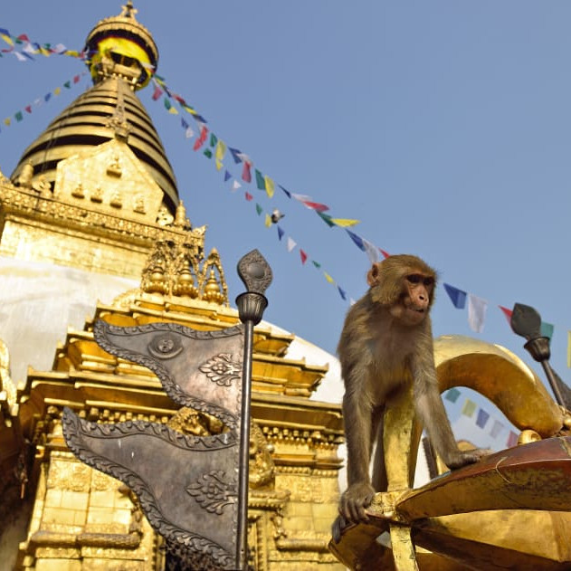Monkey temple nepal