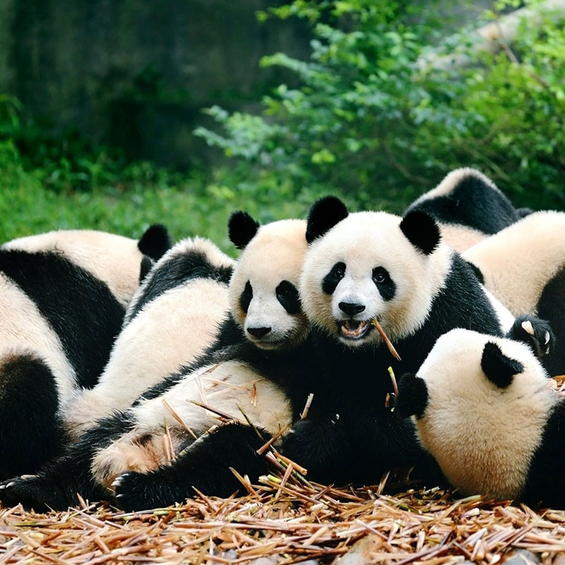 Pandas in China