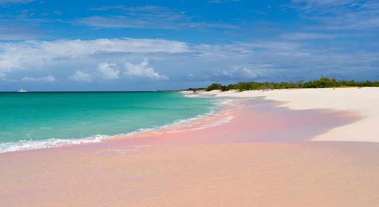 Pink sand beach harbor island bahamas