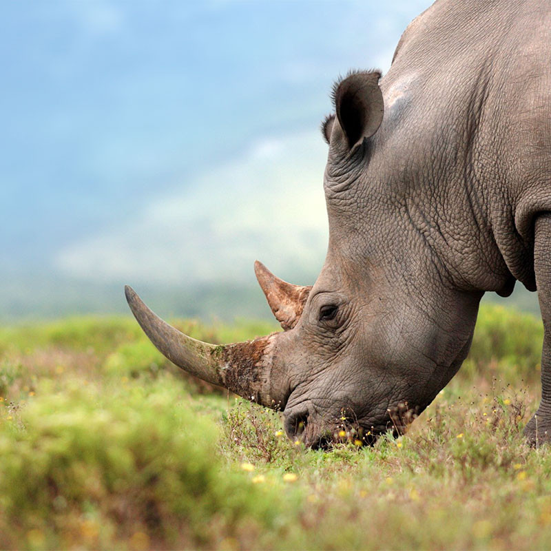 Rhinos in Matopos national park zimbabwe