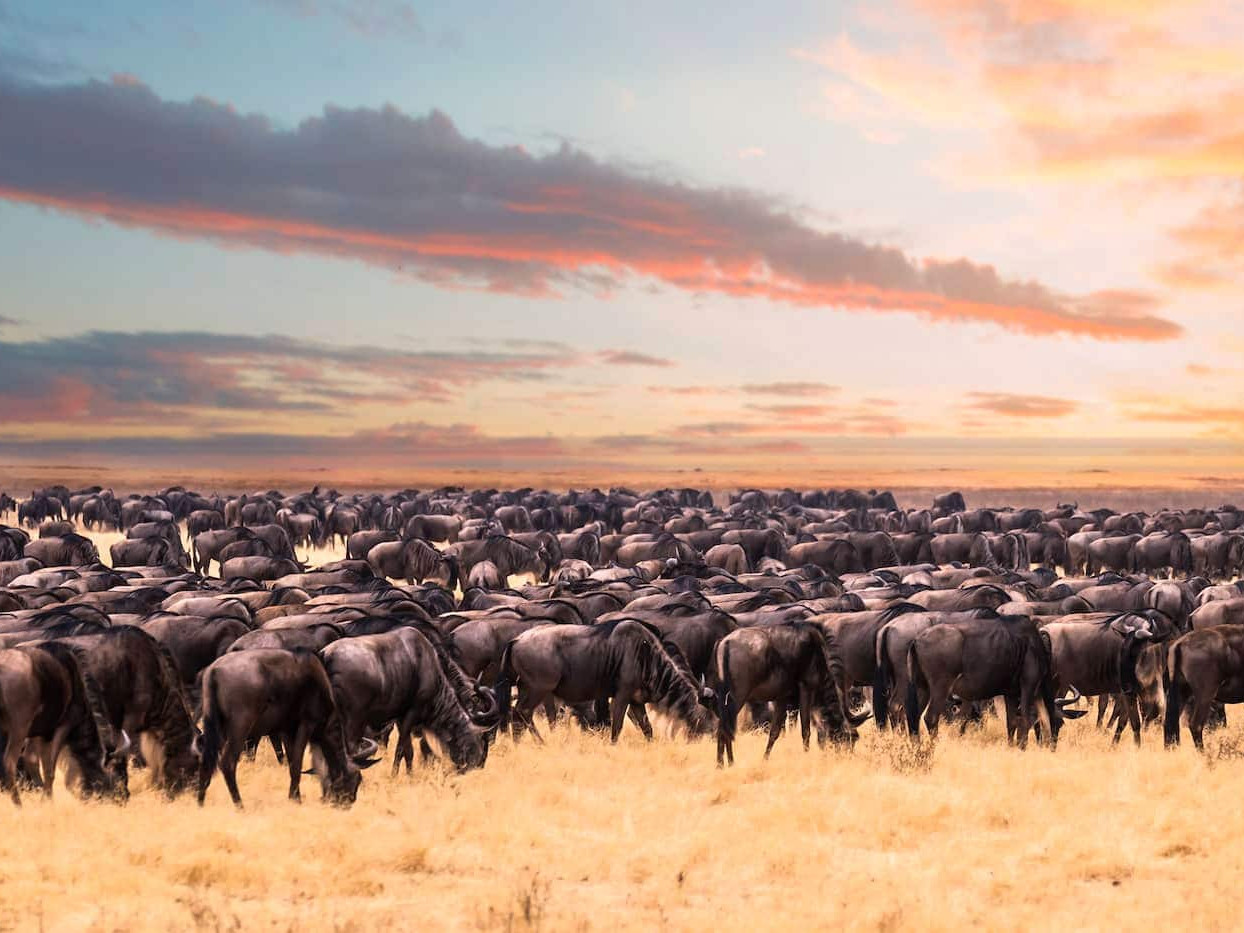 Wildebeest Migration Kenya