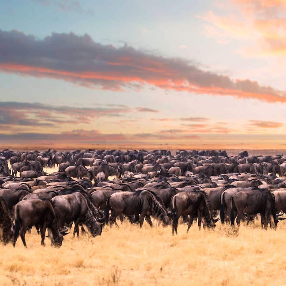 Wildebeest Migration Kenya