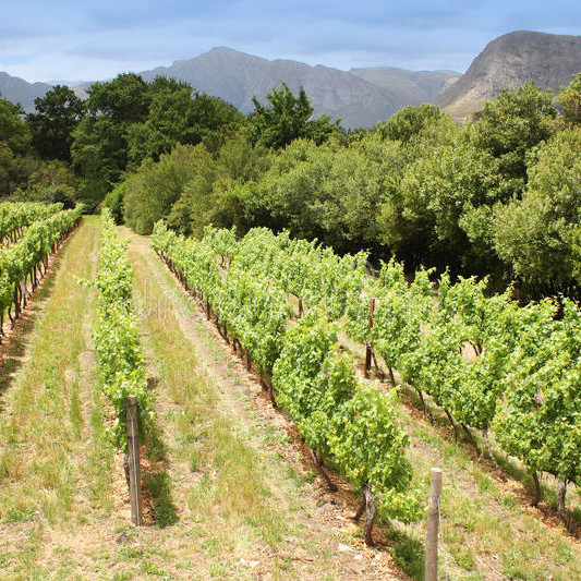 Wineries cape town south africa