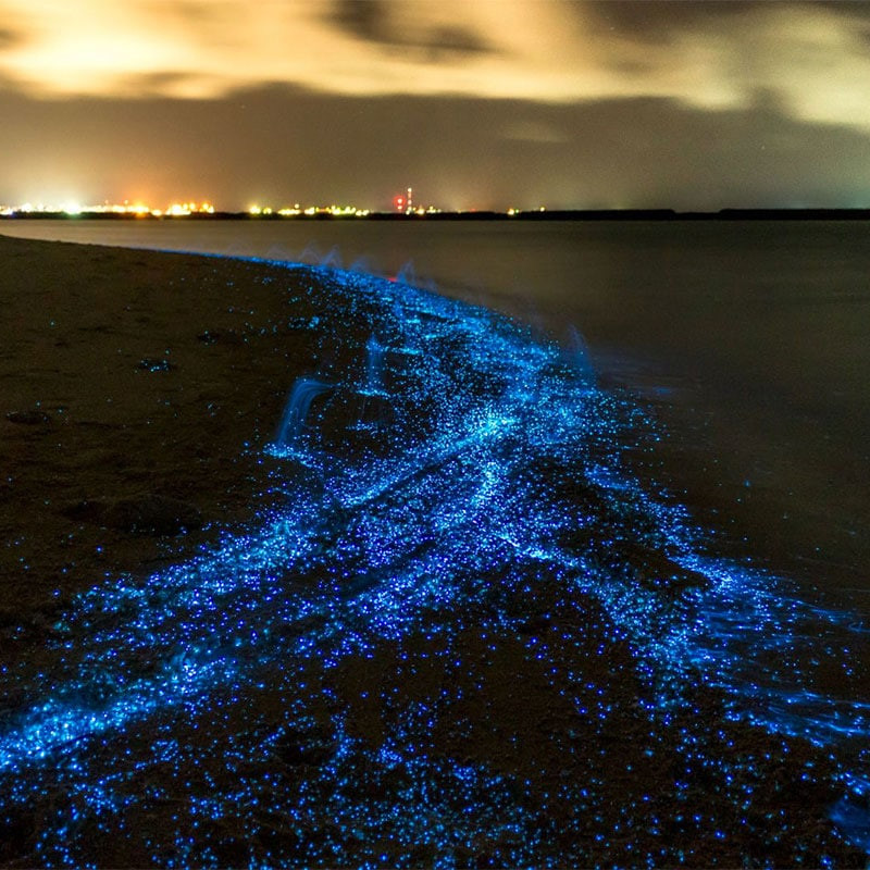 bioluminescent plankton Maldives