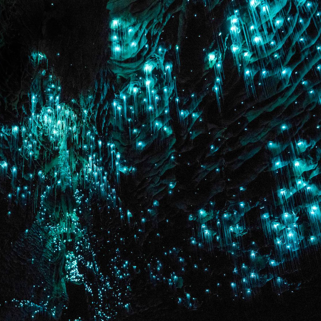 waitomo glowworm caves new zealand