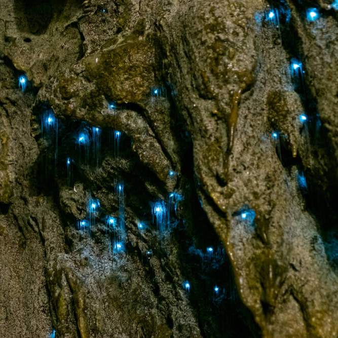 waitomo glowworm caves new zealand