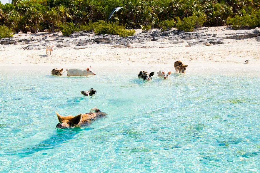 Bahamas swimming Pigs
