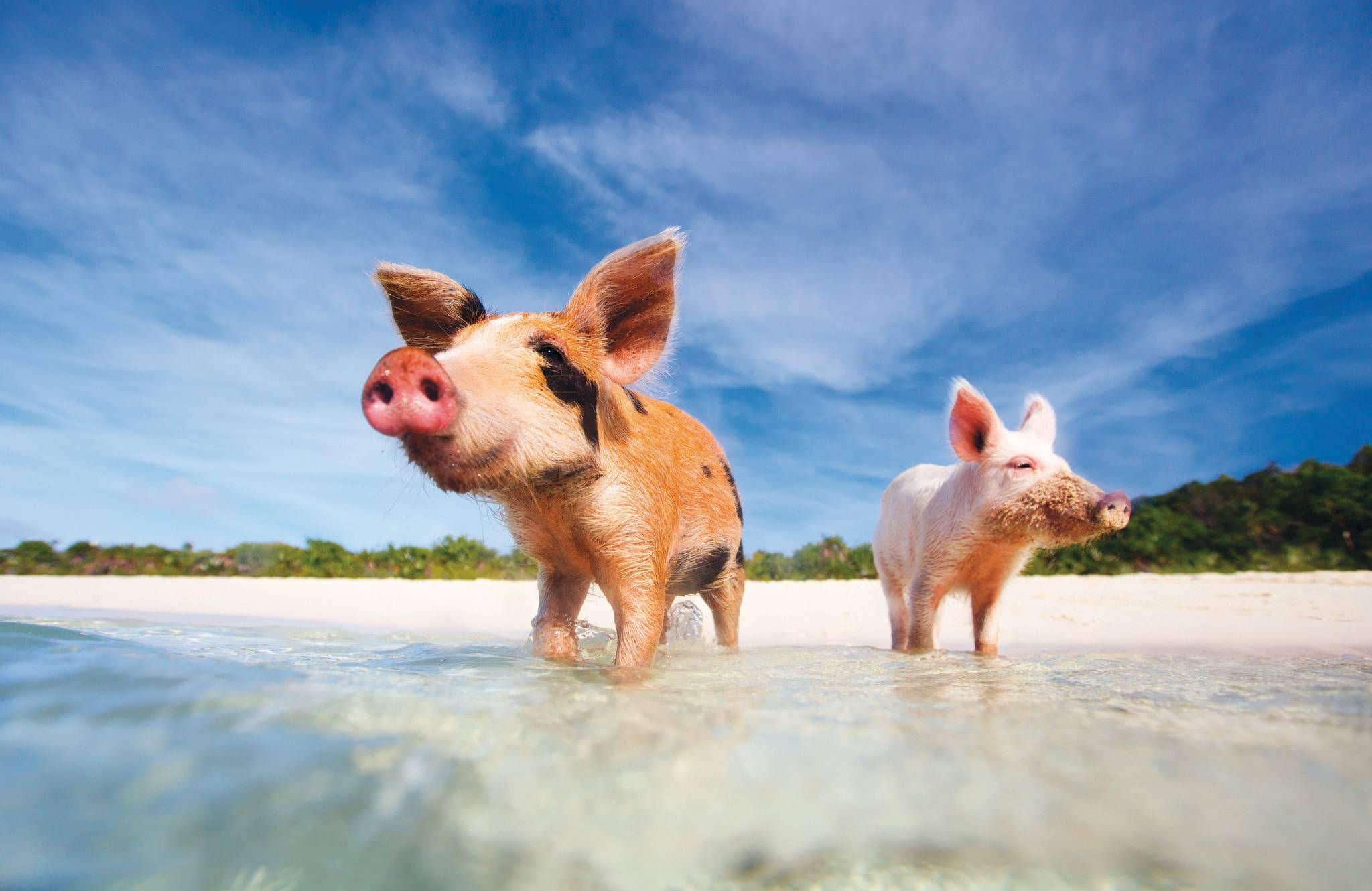 The Bahamas swimming pigs The Bahamas She is Wanderlust Travel