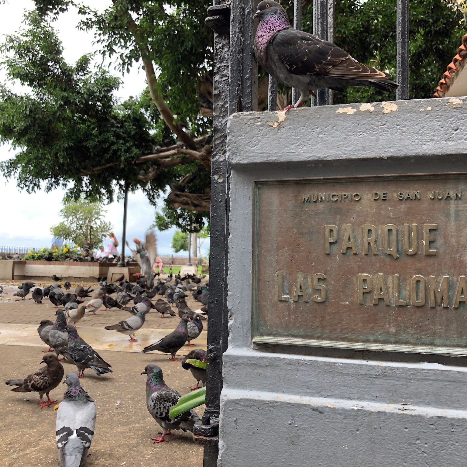 Parque las palomas san juan