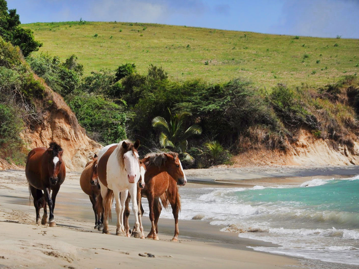 Vieques Island
