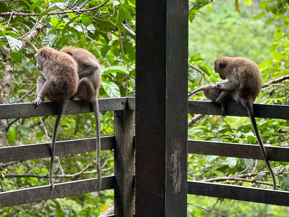 windsor nature park Singapore