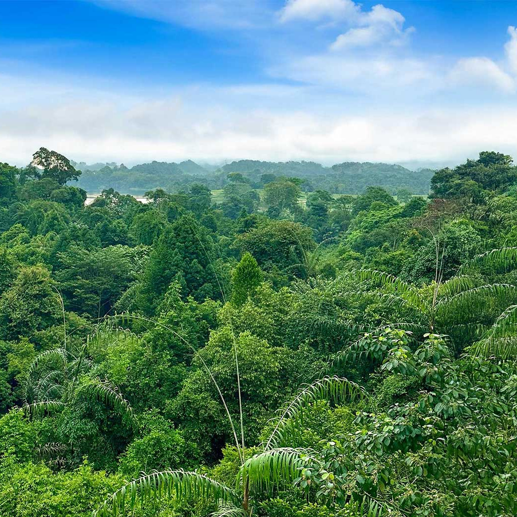 Windsor Nature park and MacRitchie Reservoir in Singapore