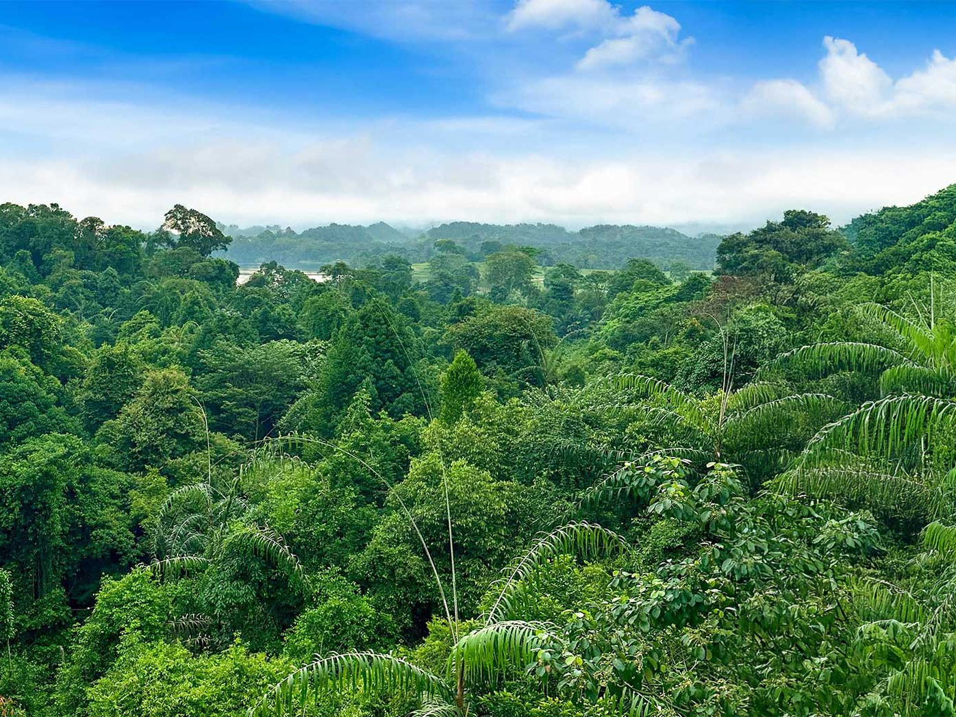 Windsor Nature park and MacRitchie Reservoir in Singapore
