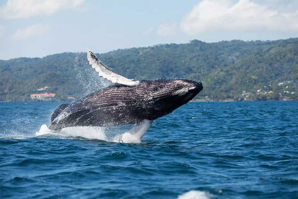 Whale Watching Dominican Republid