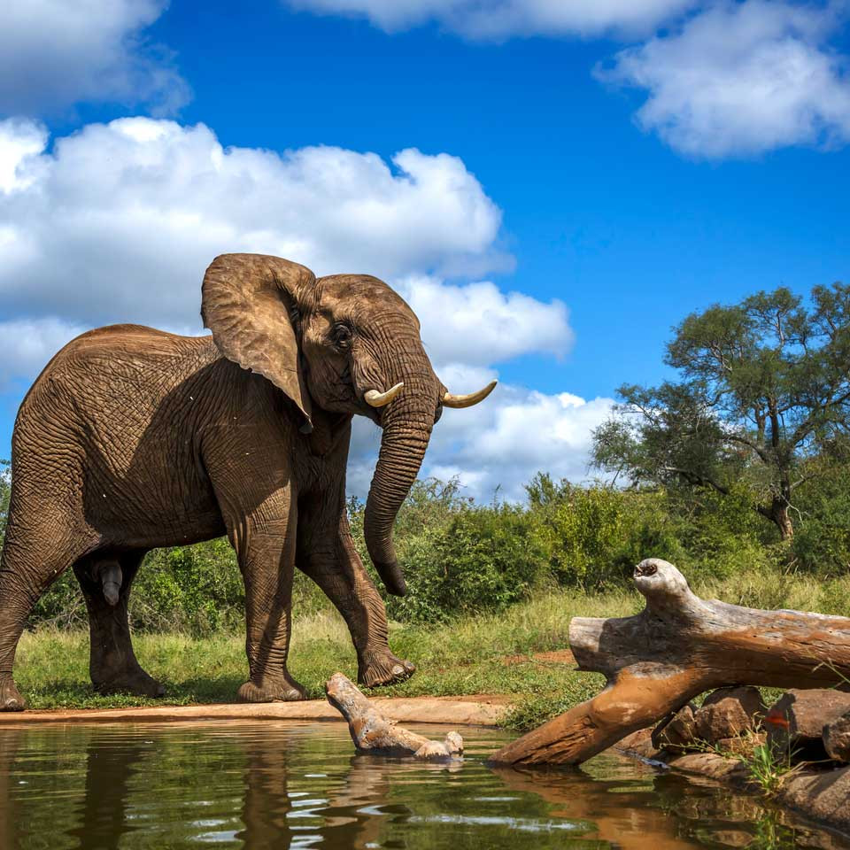 Kruger National Park, South Africa
