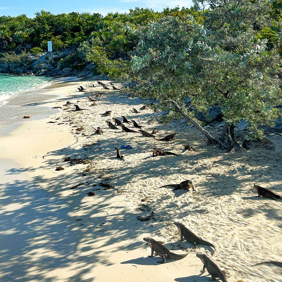 Allen Cay – Bahamian Rock Iguanas