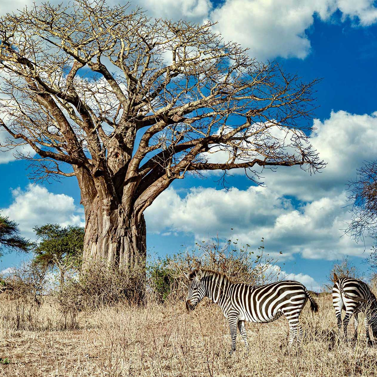 Moremi Game Reserve