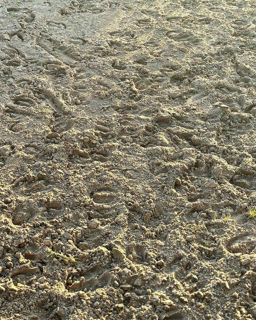 Animal Prints on Safari