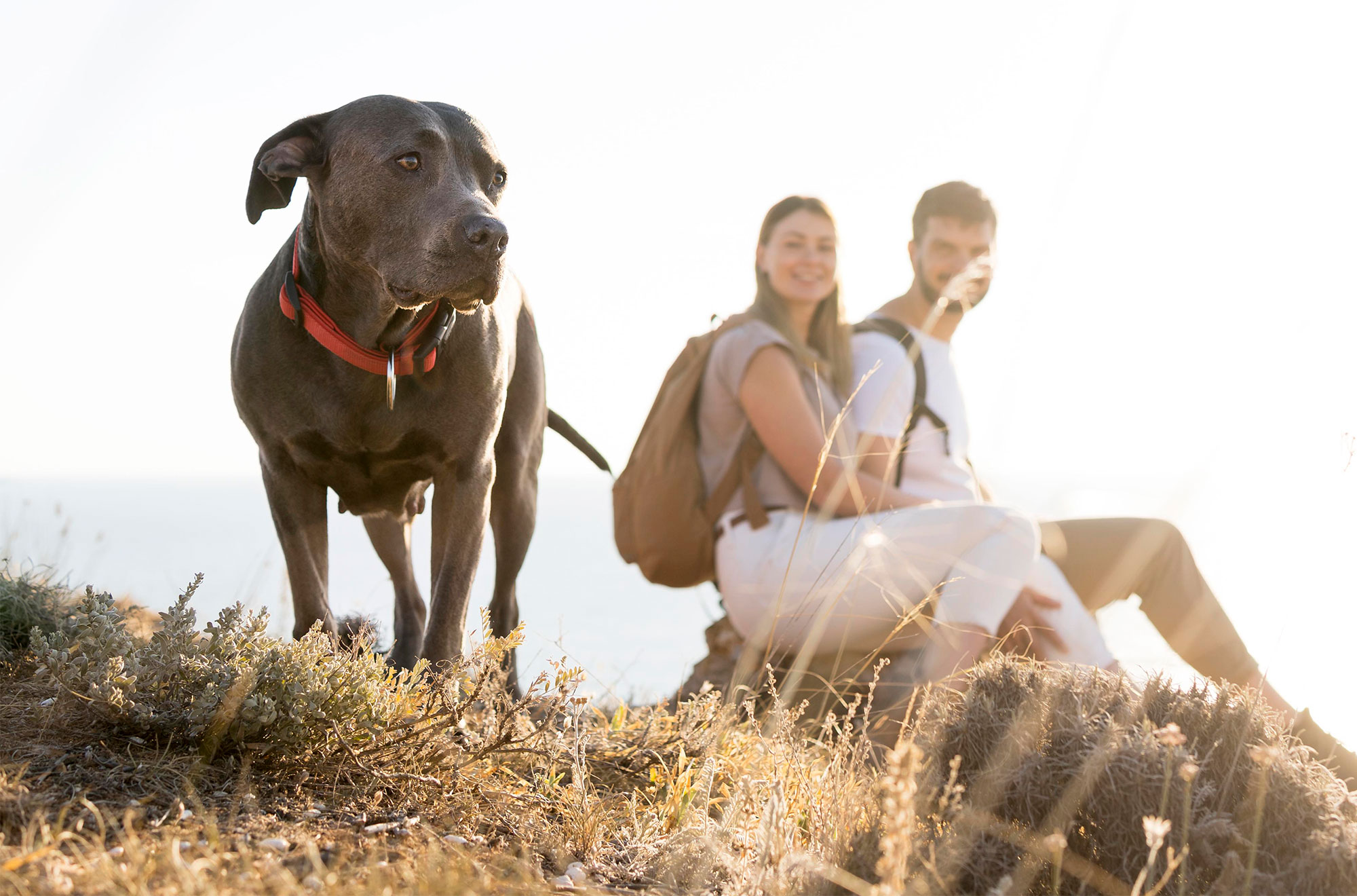 Family and Pet Adventures: Essential Travel Tips and Tricks for Your Next Getaway to Kiawah Island