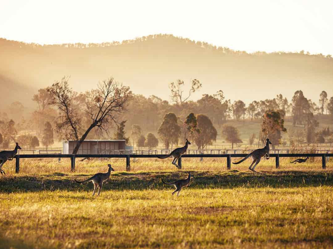 5 Unforgettable Things to Do In Hunter Valley, Australia
