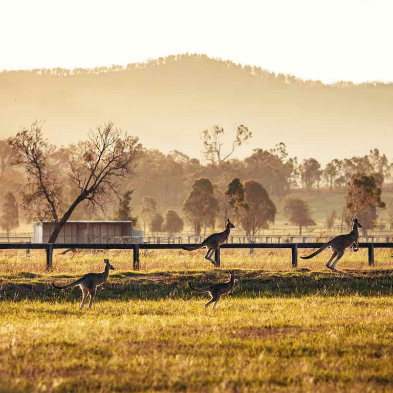 5 Unforgettable Things to Do In Hunter Valley, Australia
