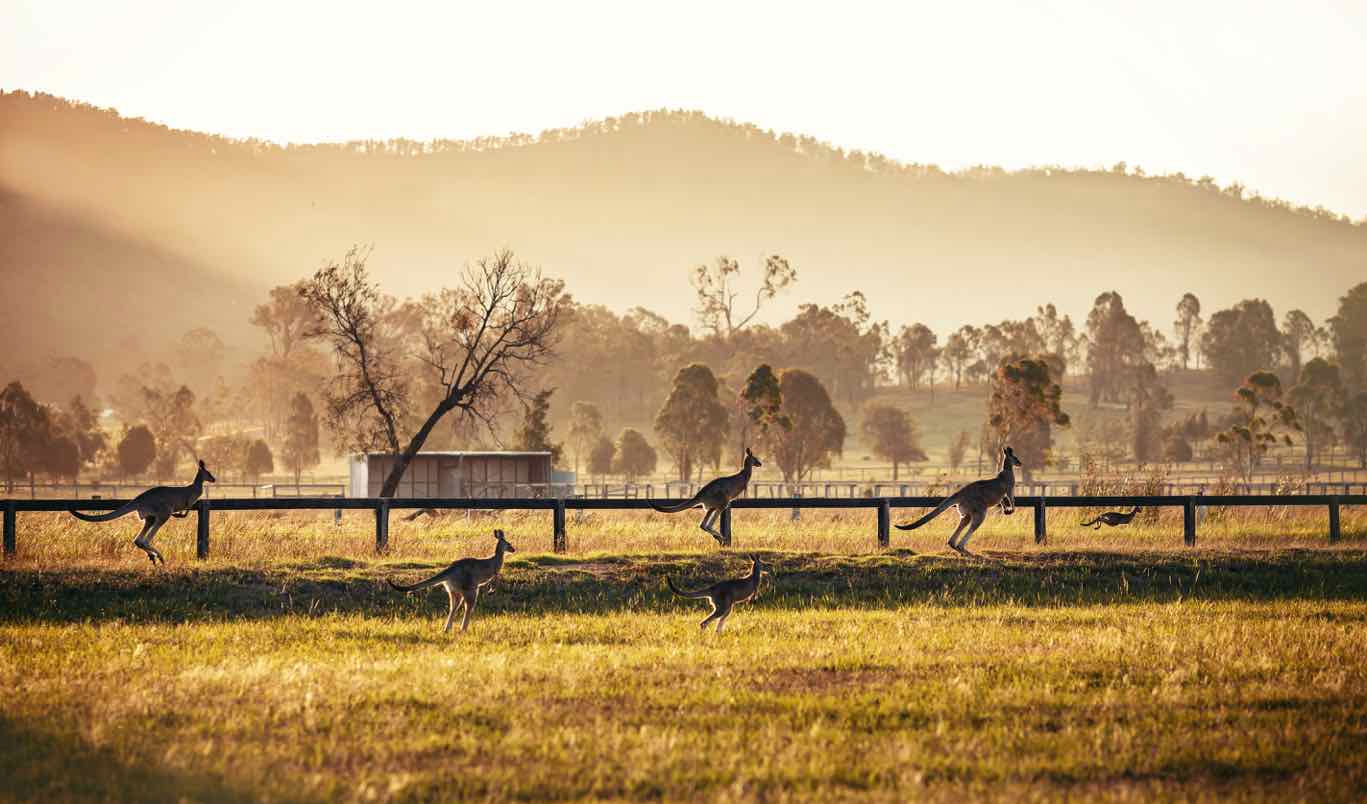 5 Unforgettable Things to Do In Hunter Valley, Australia