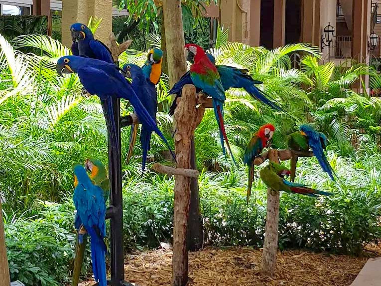Jungle Island