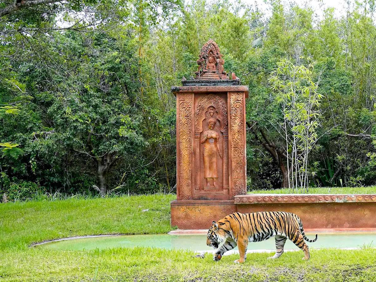 Zoo Miami Tiger