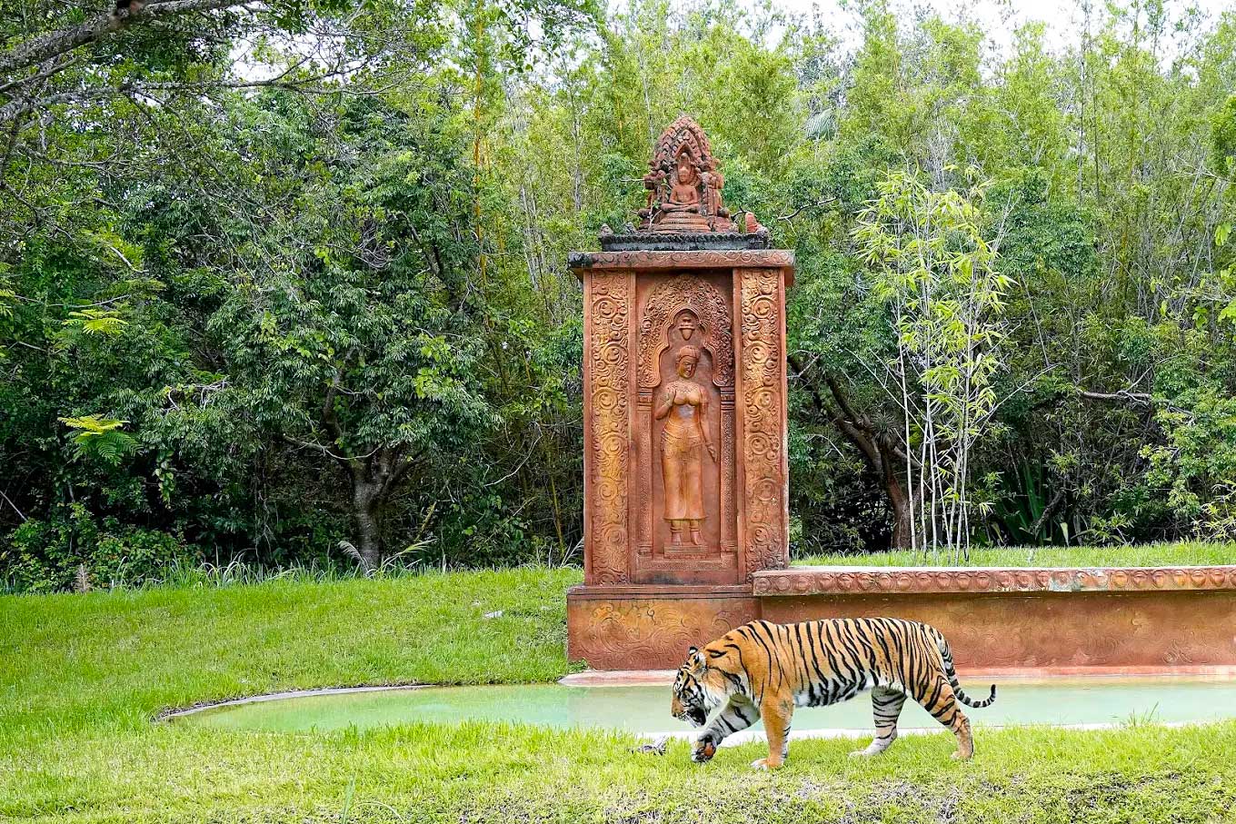 Zoo Miami Tiger