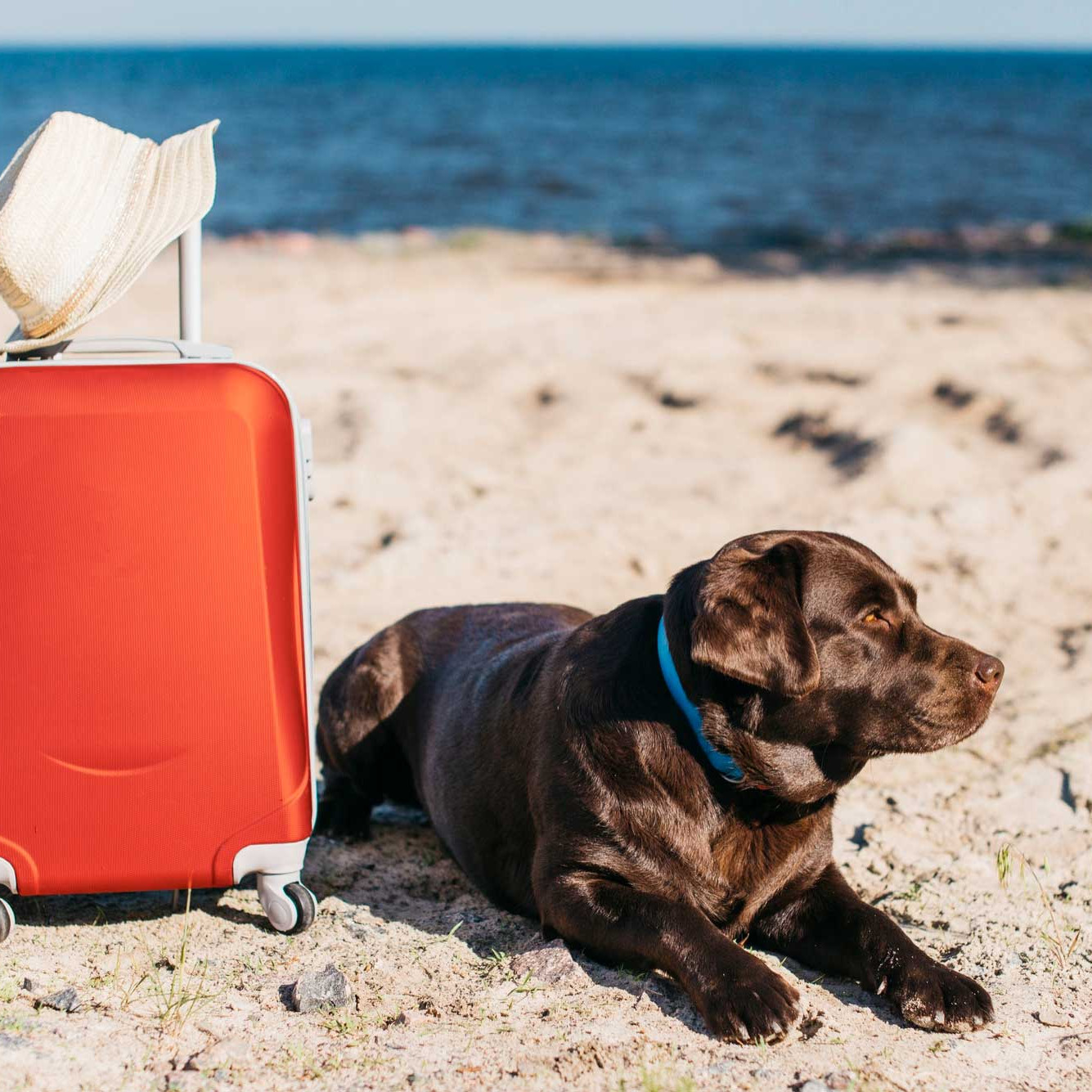Pet-Friendly Travel on a Budget: Estimating the Cost of Traveling with Your Dog